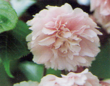 上町川の菊桜