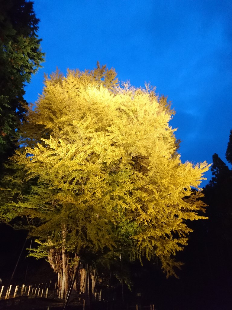 大イチョウチラシ画像