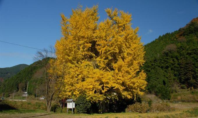 阿弥陀堂の大イチョウ