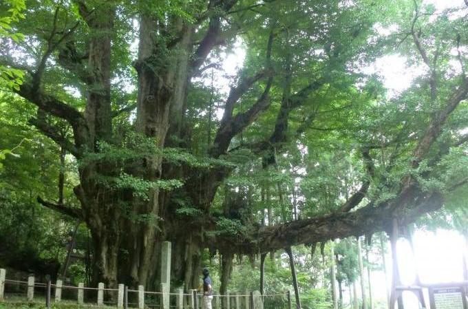 菩提寺の大イチョウ（緑）