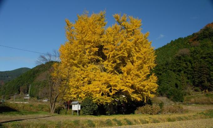 阿弥陀堂大イチョウ