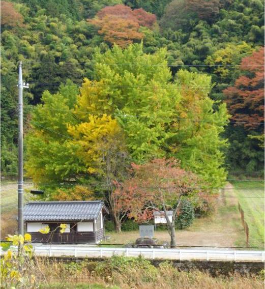 阿弥陀堂の大イチョウ