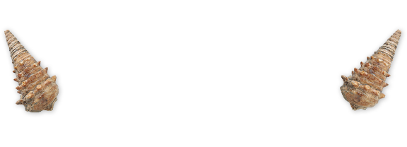 なぎビカリアミュージアム｜奈義町